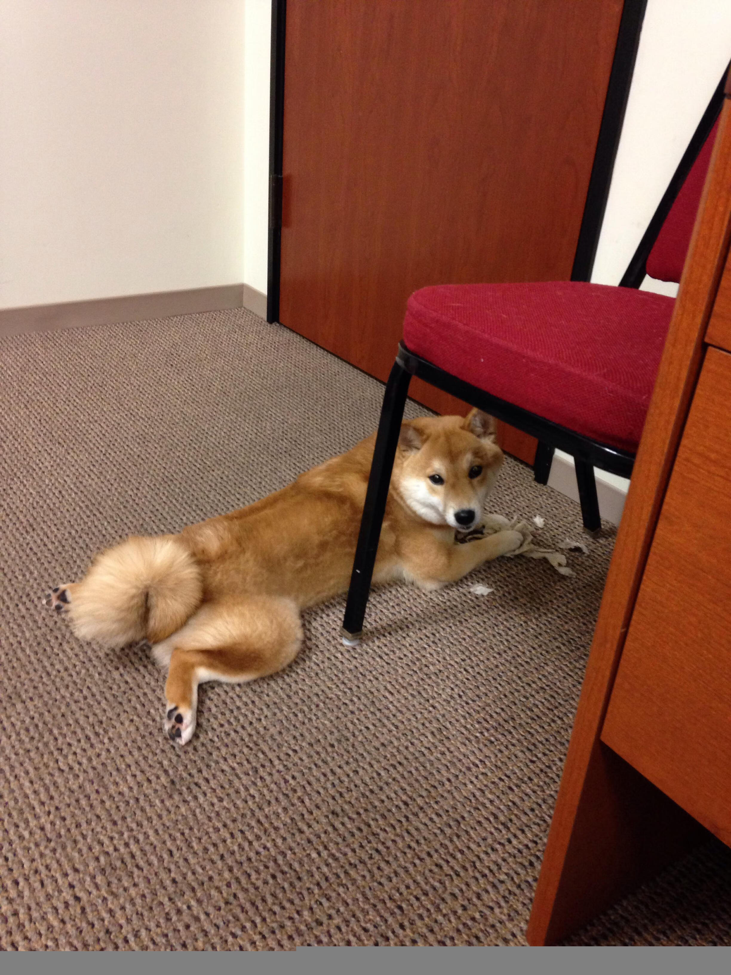 体育新闻中心推动体育视频内容版权保护联盟建设，体育赛事媒体