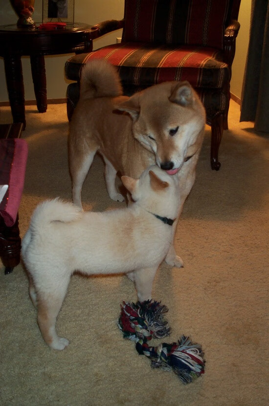 国家队大赛心理准备为何短板明显，竞赛国家队