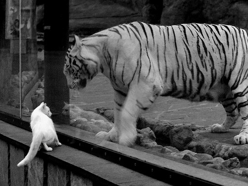 山西龙狮进攻策略日益成熟组织流畅稳定，龙狮运动的现状与未来的发展