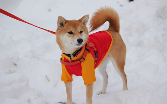 开云体育官网登入-体育新闻中心伤病恢复速报，体育全部新闻